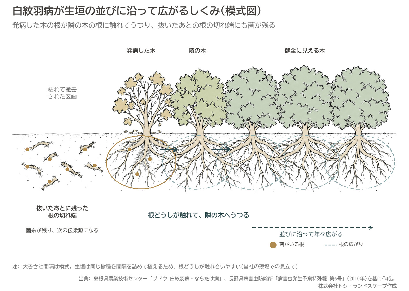 白紋羽病 生垣 根の接触 隣の木へうつる 根の切れ端 菌糸 伝染源 断面 模式図
