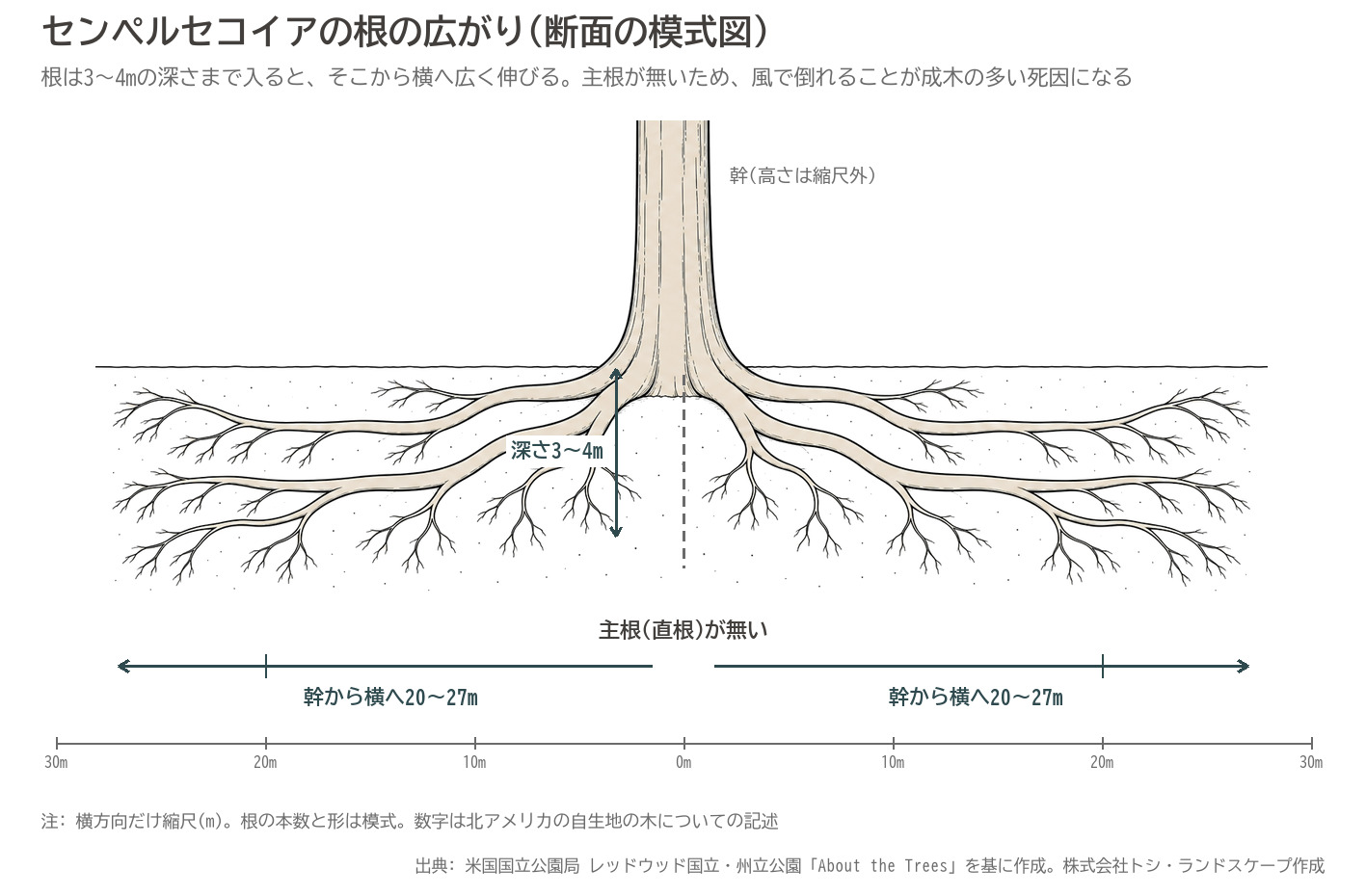 センペルセコイア 根の広がり 主根なし 深さ3〜4m 幹から横へ20〜27m 断面 模式図 レッドウッド