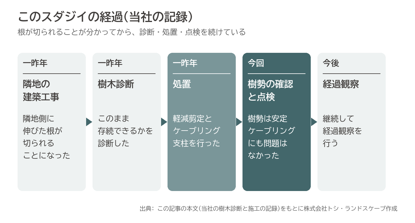 スダジイ 根の切断 樹木診断 軽減剪定 ケーブリング 点検 経過観察 マンション 図