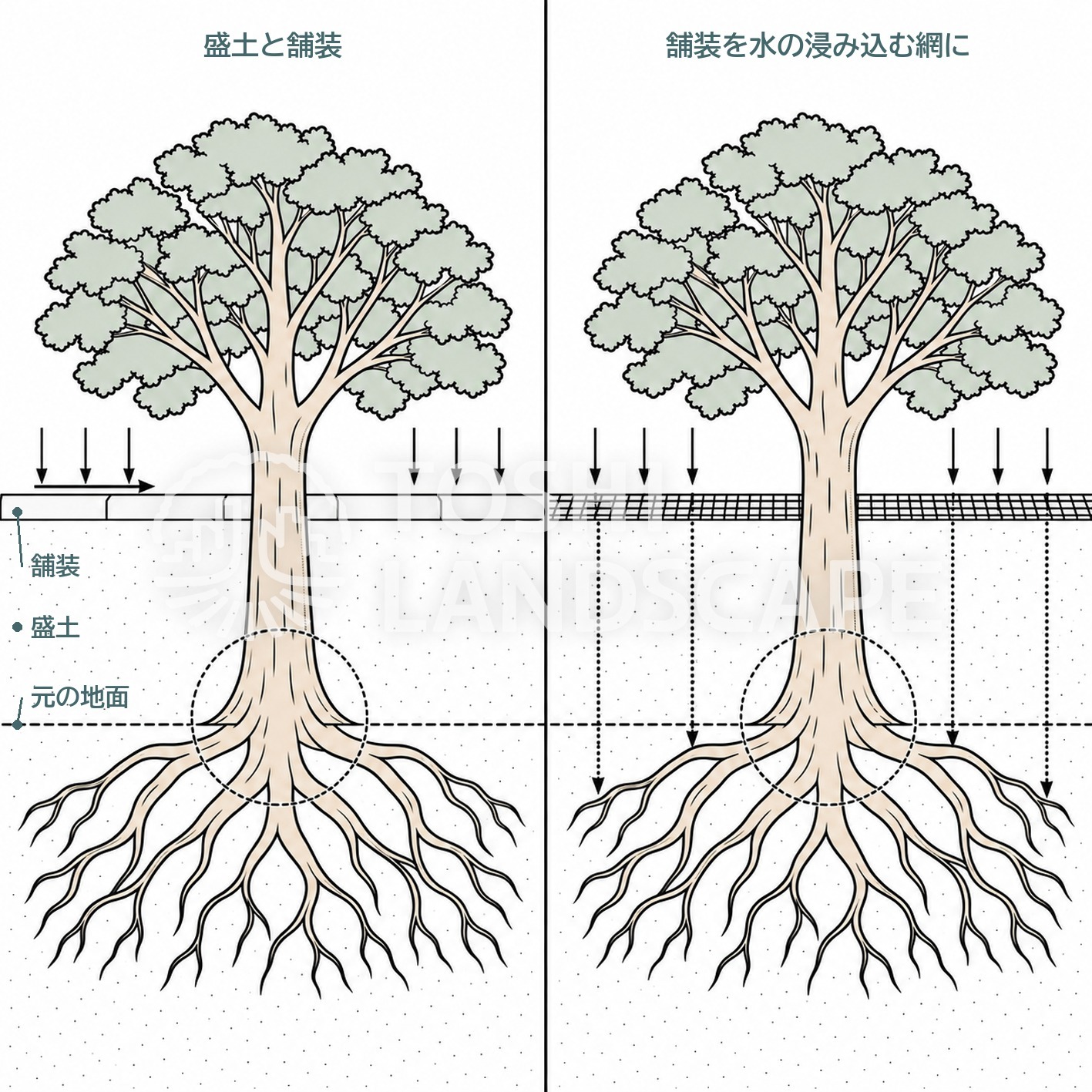 盛土 舗装 根 雨水 浸み込む 樹勢 ケヤキ 断面 イラスト