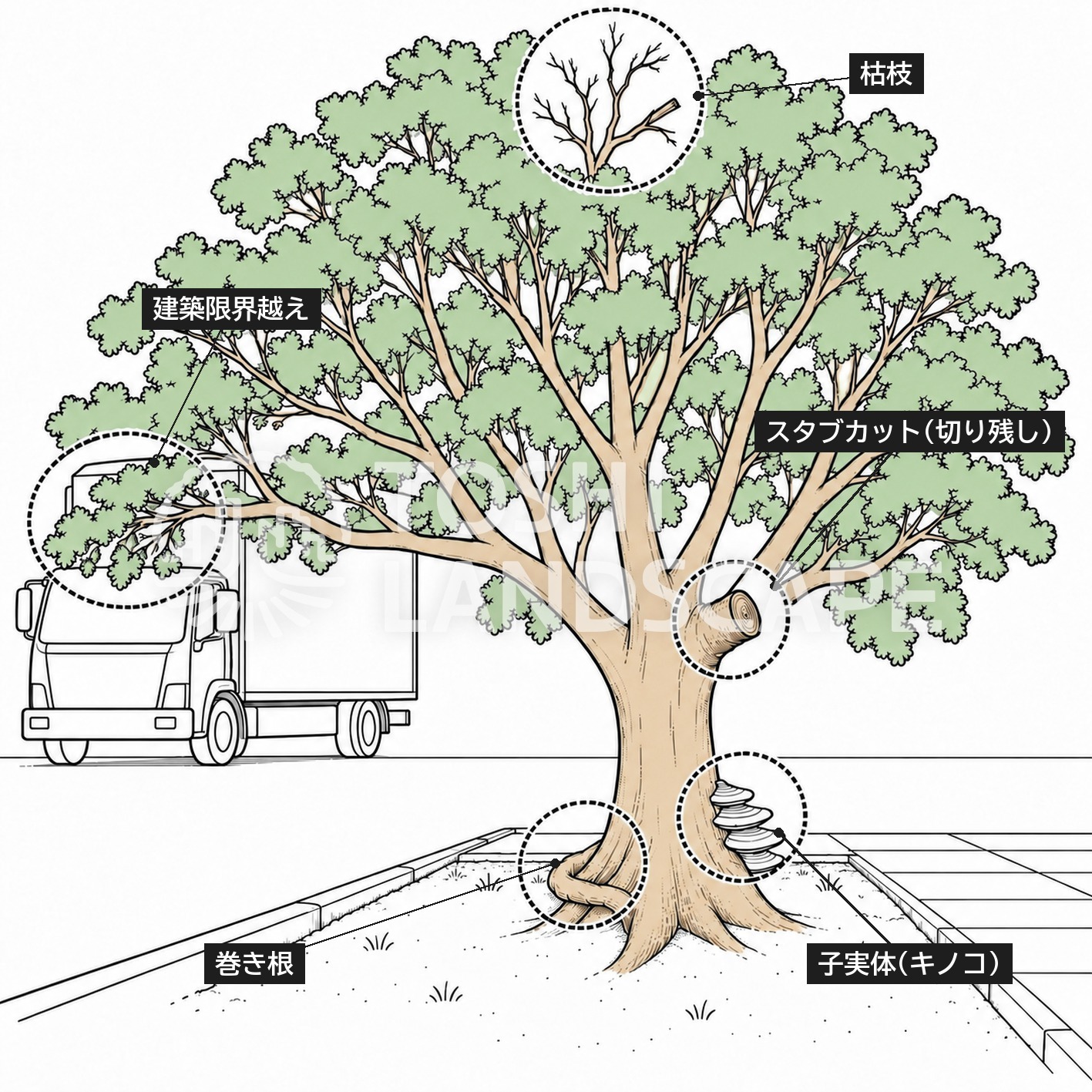 枯枝 スタブカット 子実体 キノコ 巻き根 建築限界越え 街路樹 外観診断 部位診断