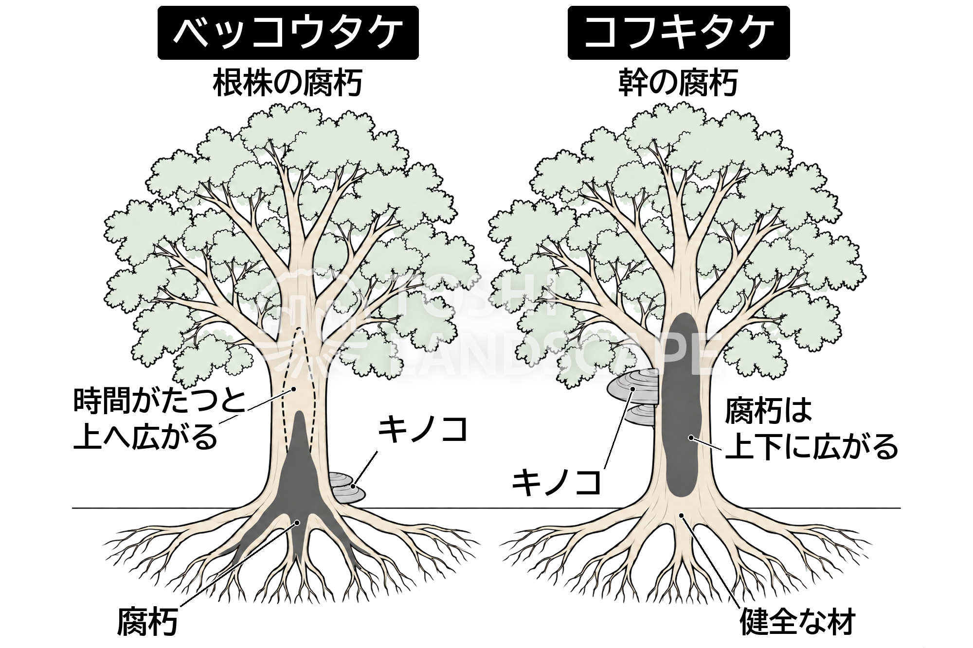 ベッコウタケ 地際 根株の腐朽 コフキタケ 幹の腐朽 広がり