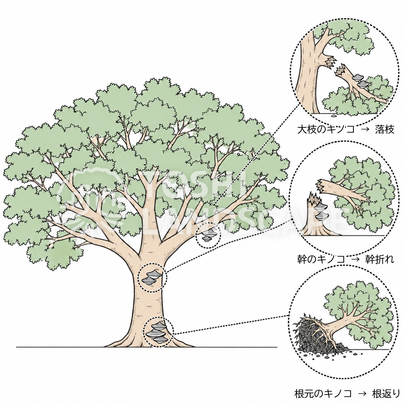 キノコ 子実体 発生部位 大枝 落枝 幹折れ 根返り 木材腐朽菌