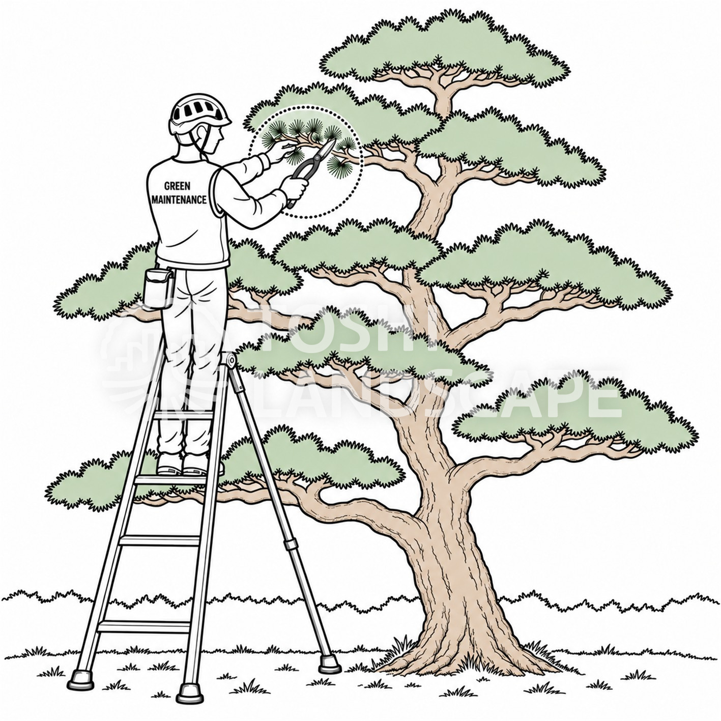 キリバシ 松 手入れ 庭師 植木屋 枝先 仕立て松 図解