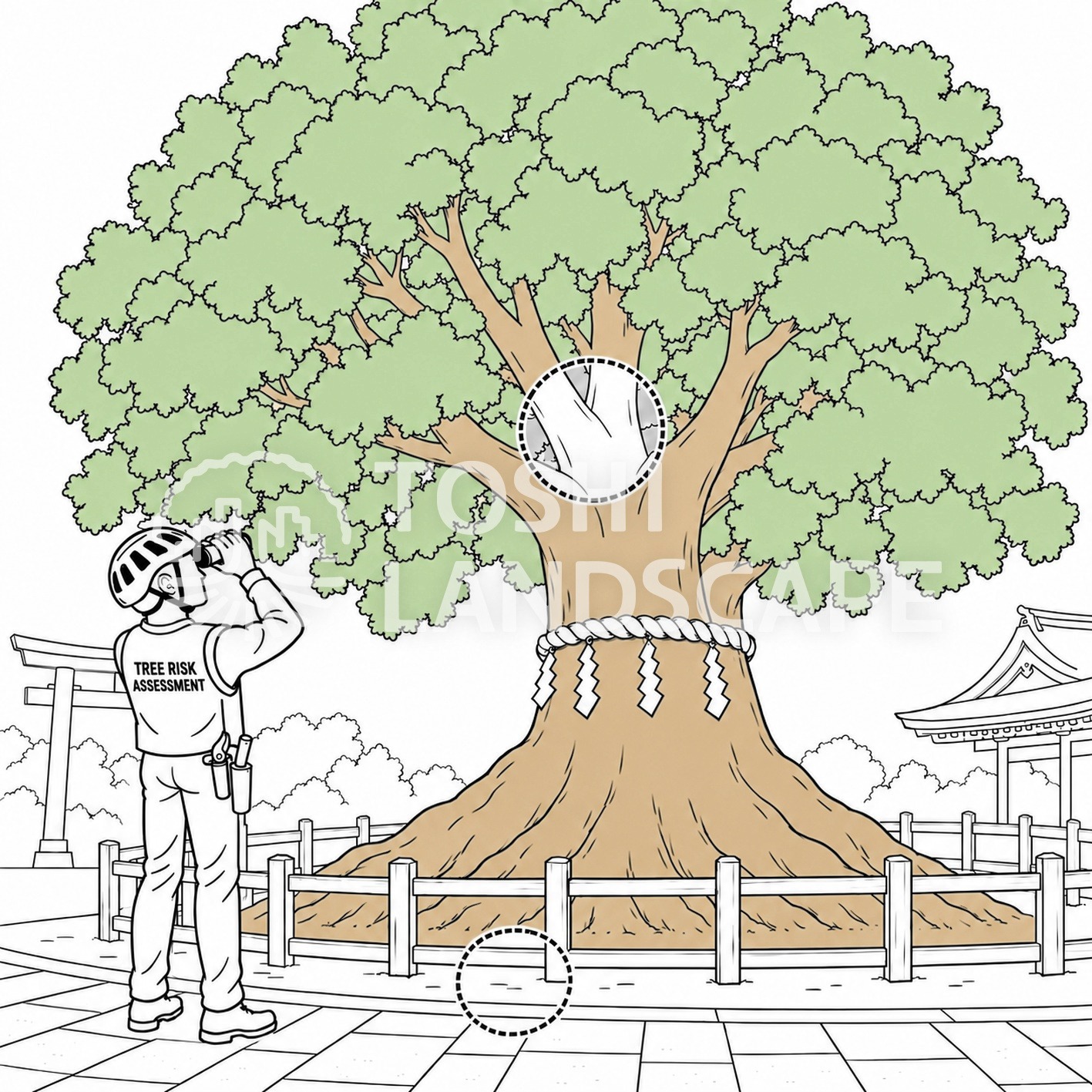 御神木 天然記念物 外観診断 樹木医 双眼鏡 クスノキ
