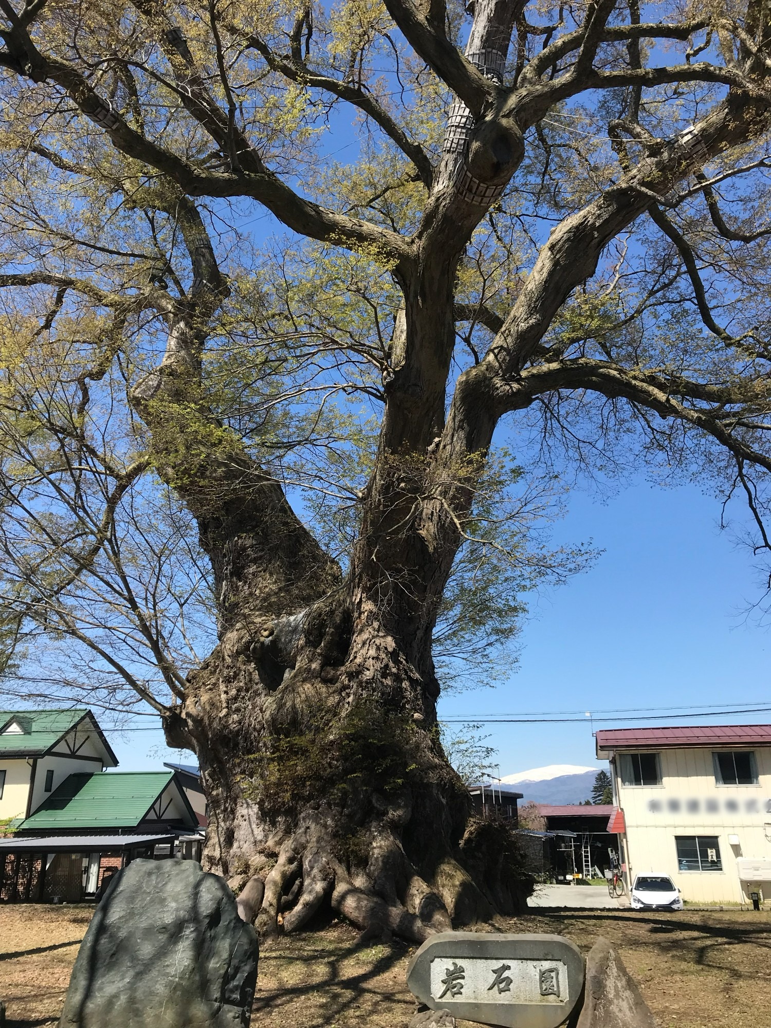 東根の大ケヤキ 2019年 幹 大枝 根上がり 岩石園 石碑