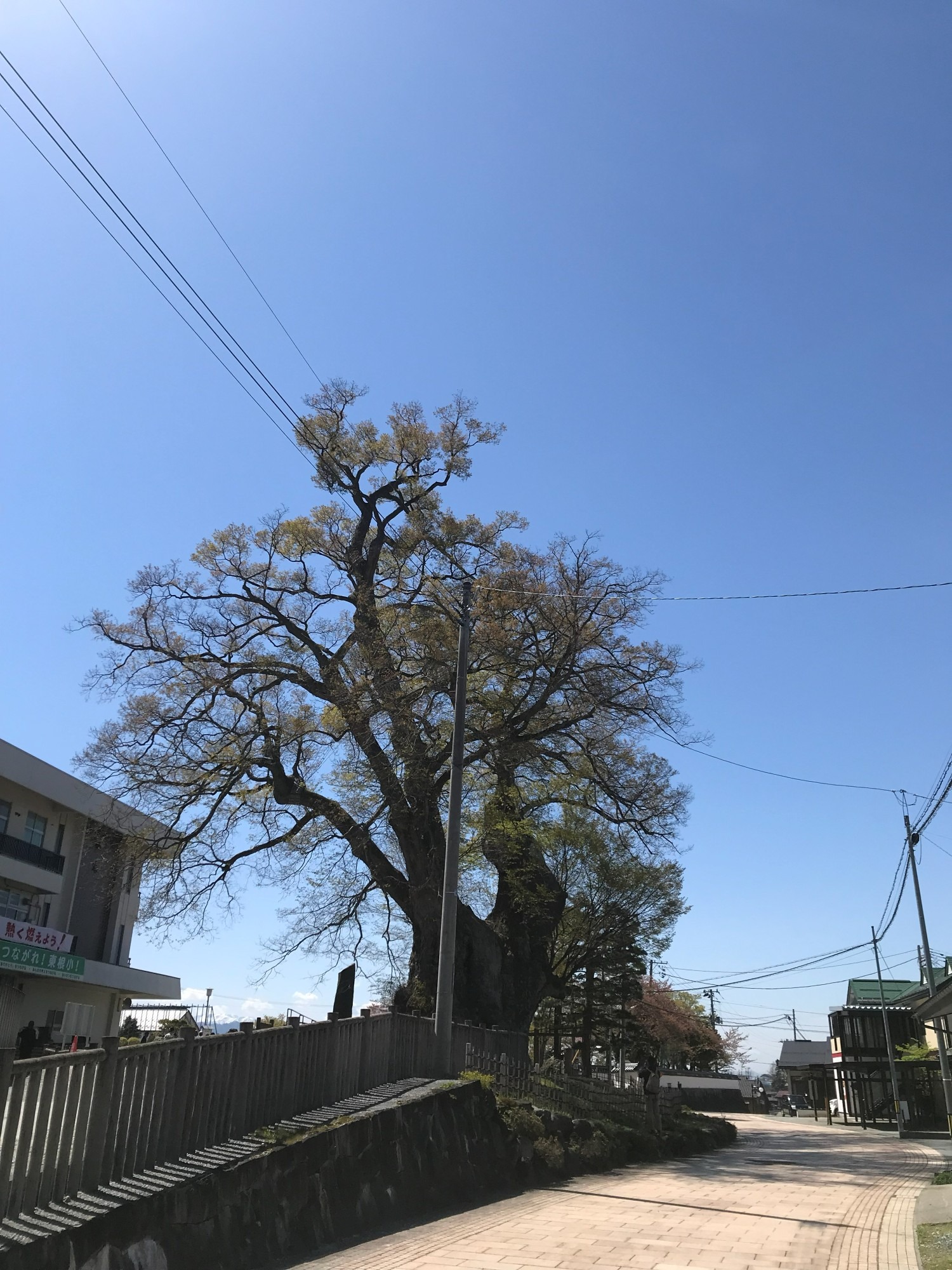 東根の大ケヤキ 2019年 遠景 道 小学校