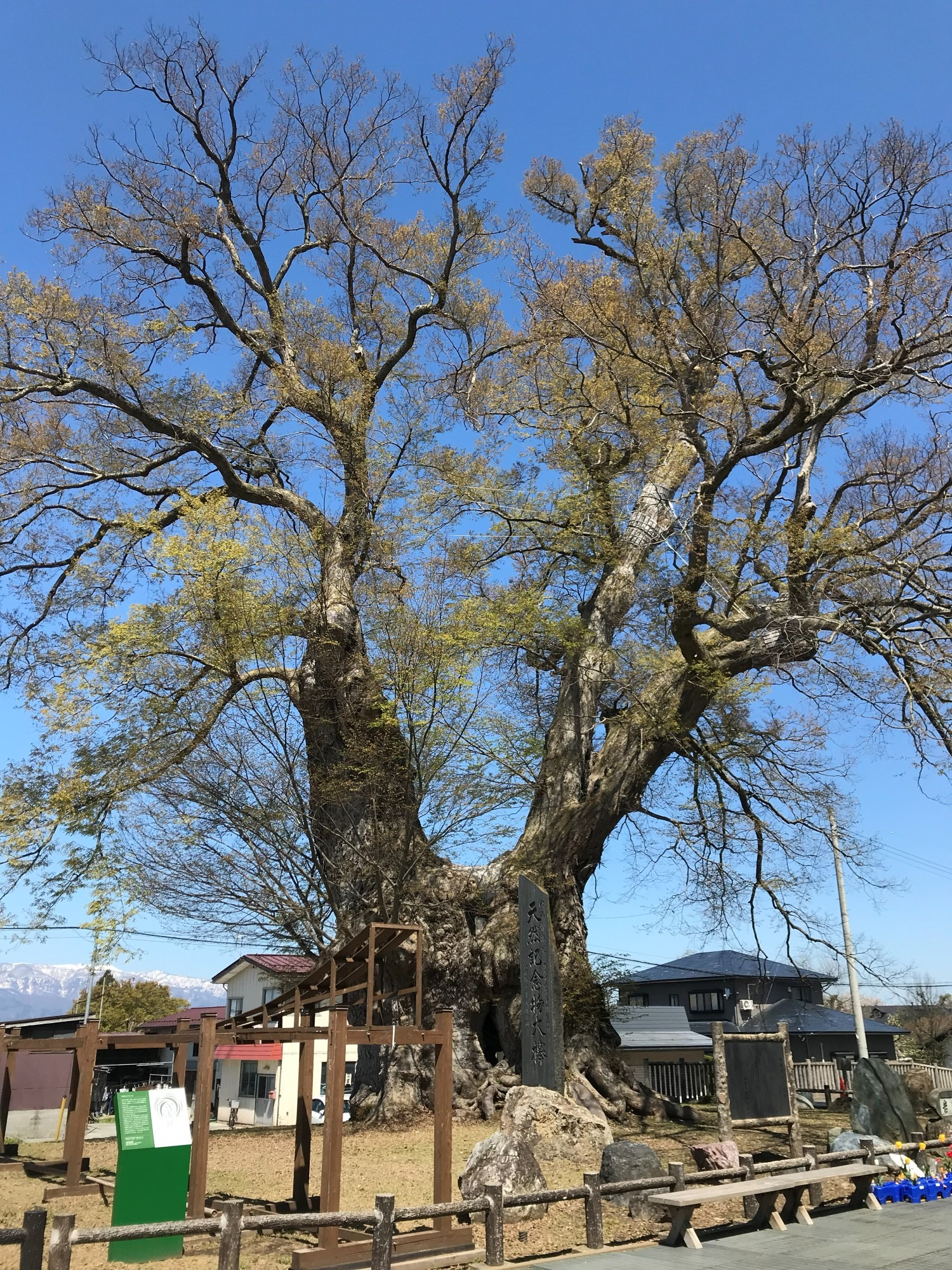 東根の大ケヤキ 2019年 全景 芽吹き 石碑 木組み