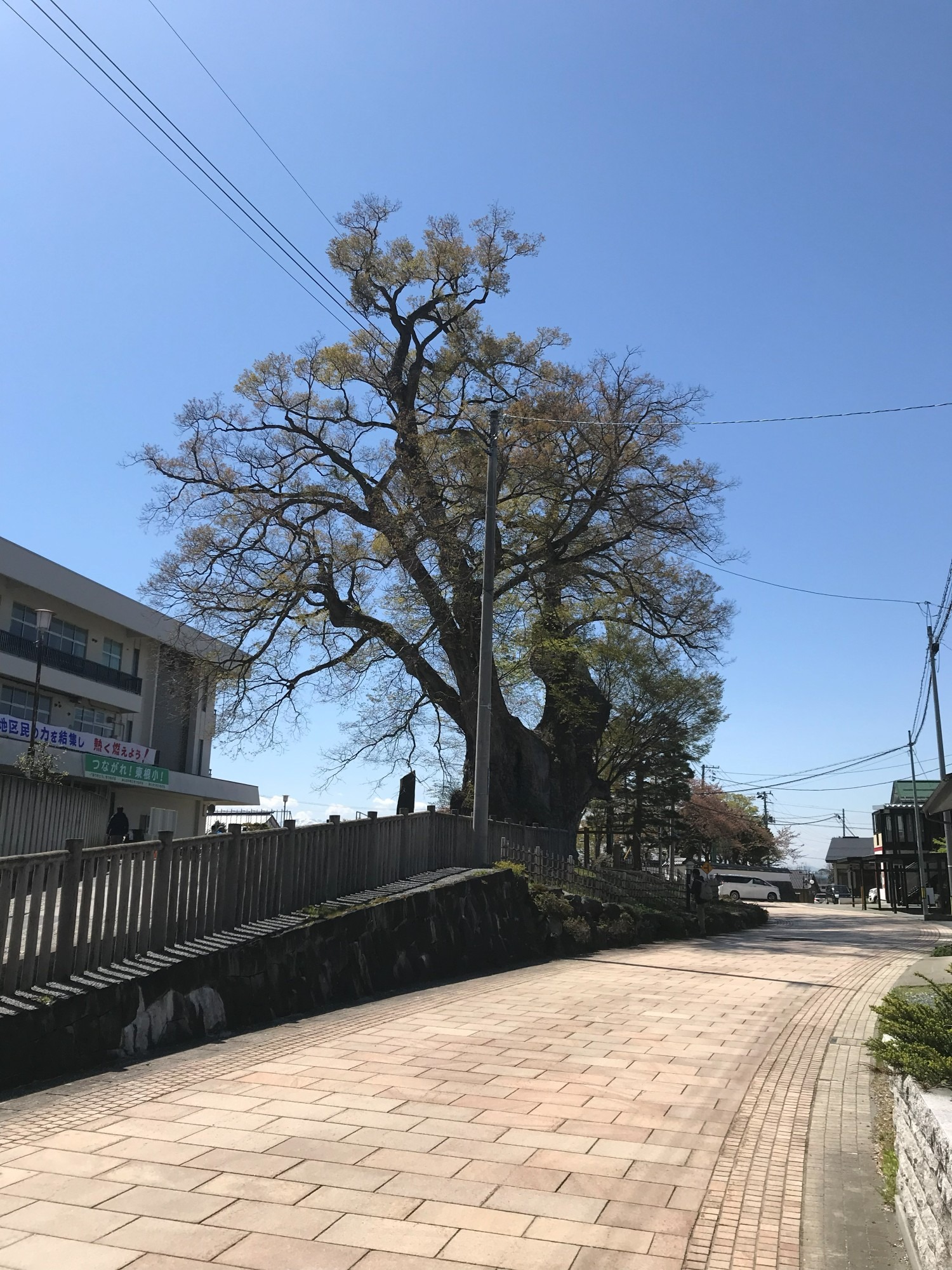 東根の大ケヤキ 2019年 小学校 道 遠景 芽吹き
