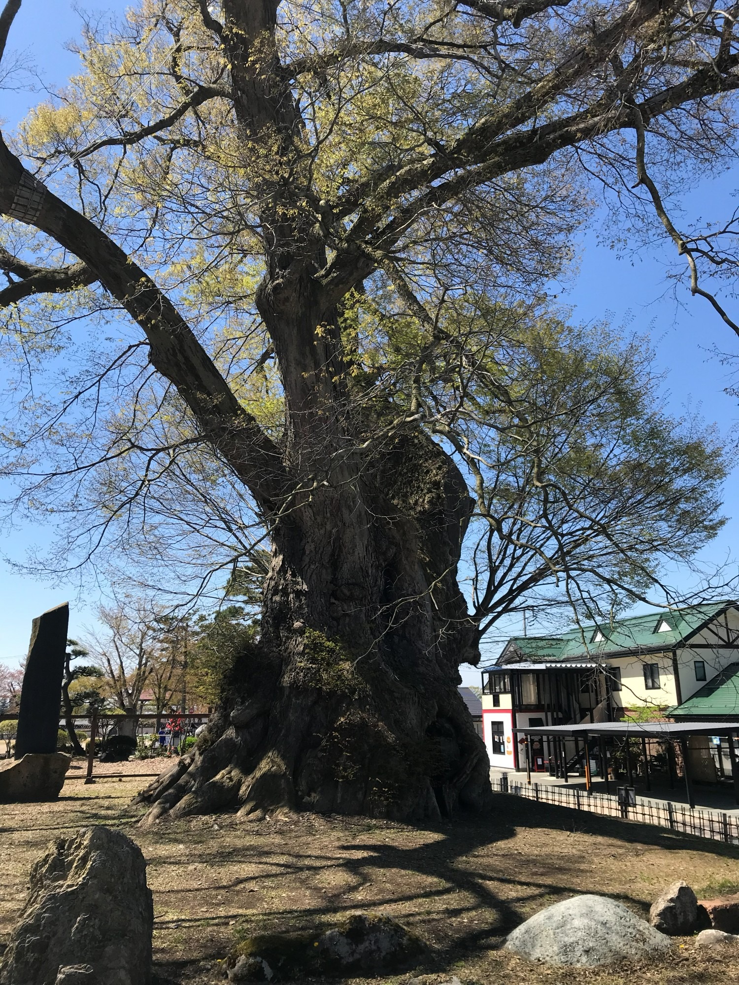 東根の大ケヤキ 2019年 根元 根上がり 幹 石 芽吹き
