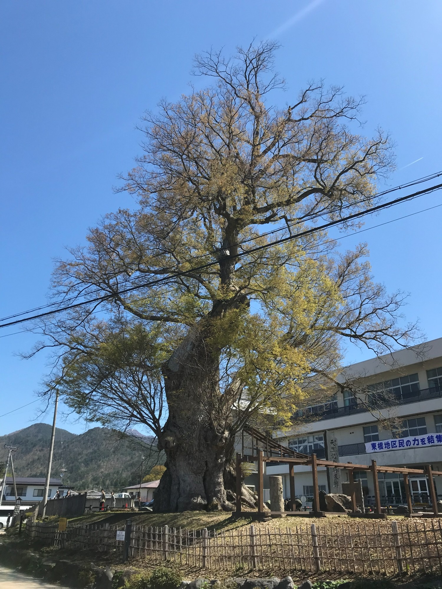 東根の大ケヤキ 2019年4月 芽吹き 東根小学校 校舎 全景