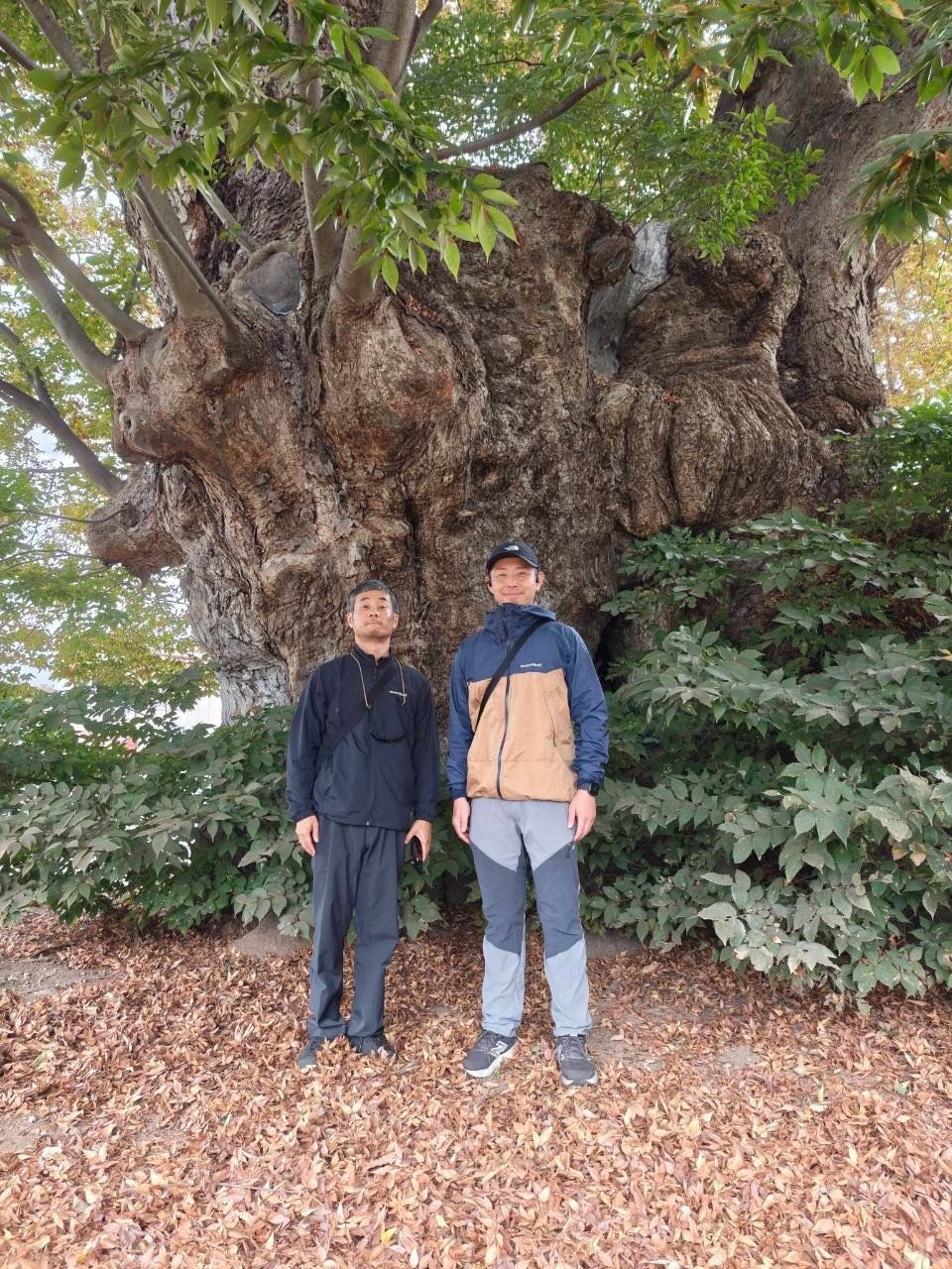 東根の大ケヤキ 根元 幹 大きさ 樹木医 環meguru 2026年