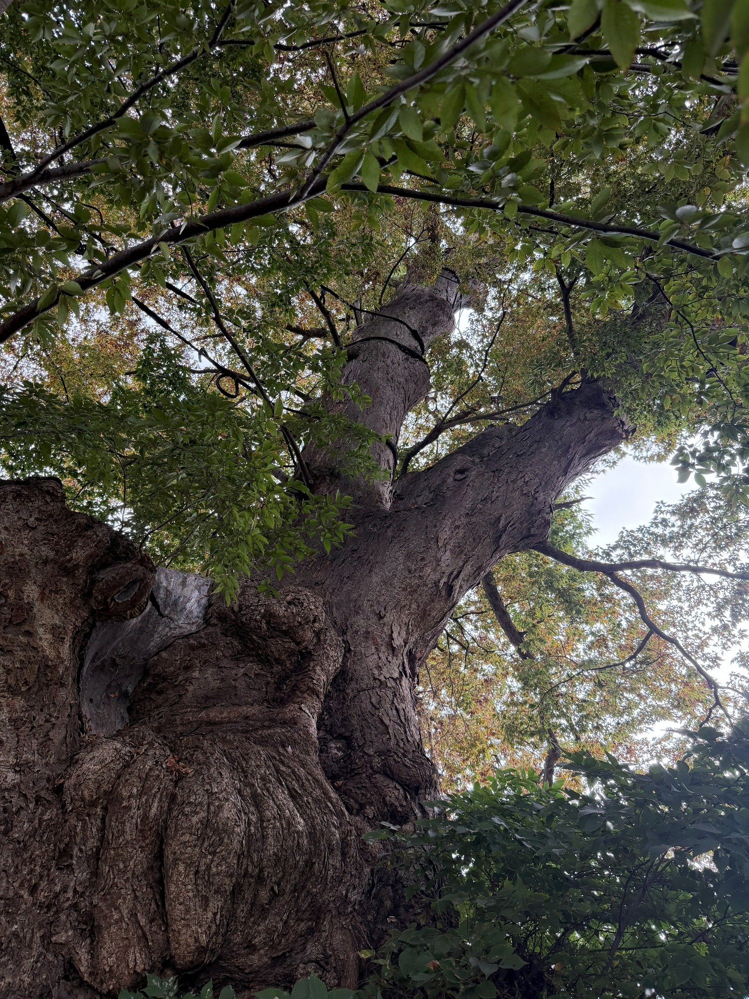 東根の大ケヤキ コブラケーブリング 樹冠 見上げ 黒いロープ 2026年