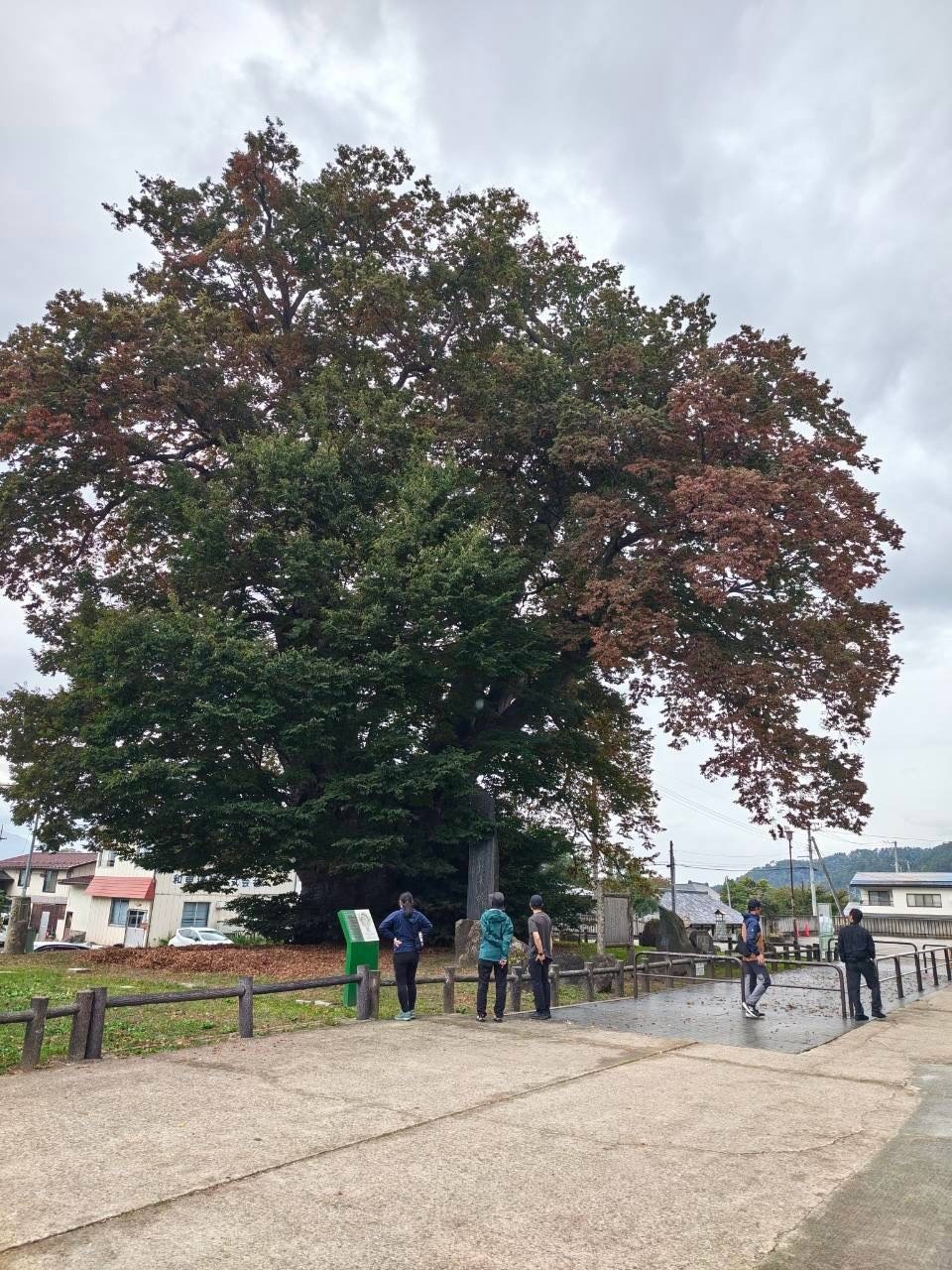 東根の大ケヤキ 全景 柵 見学 紅葉 特別天然記念物 2026年