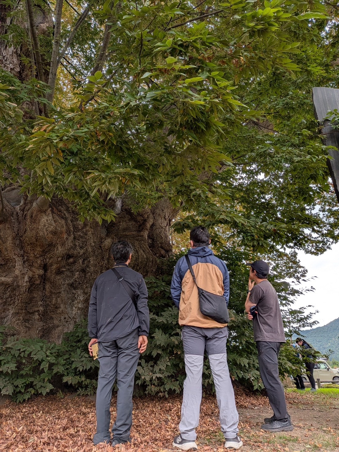 東根の大ケヤキ 見上げる 樹木医 樹冠 特別天然記念物 山形県東根市