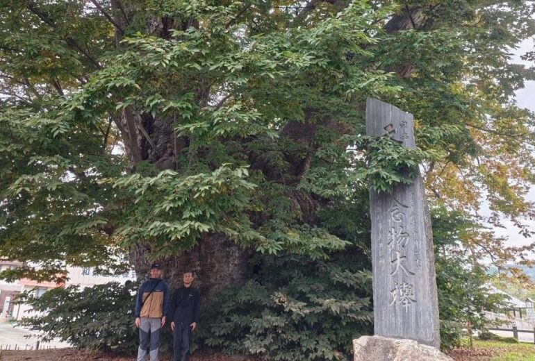 東根の大ケヤキ 特別天然記念物 石碑 樹木医 山形県東根市