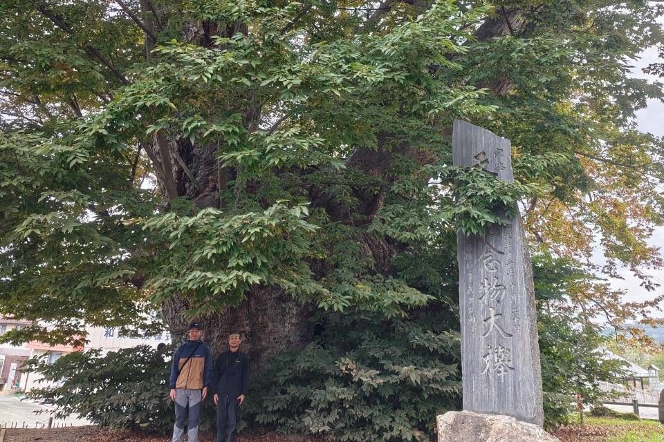 東根の大ケヤキ 特別天然記念物 石碑 樹木医 山形県東根市
