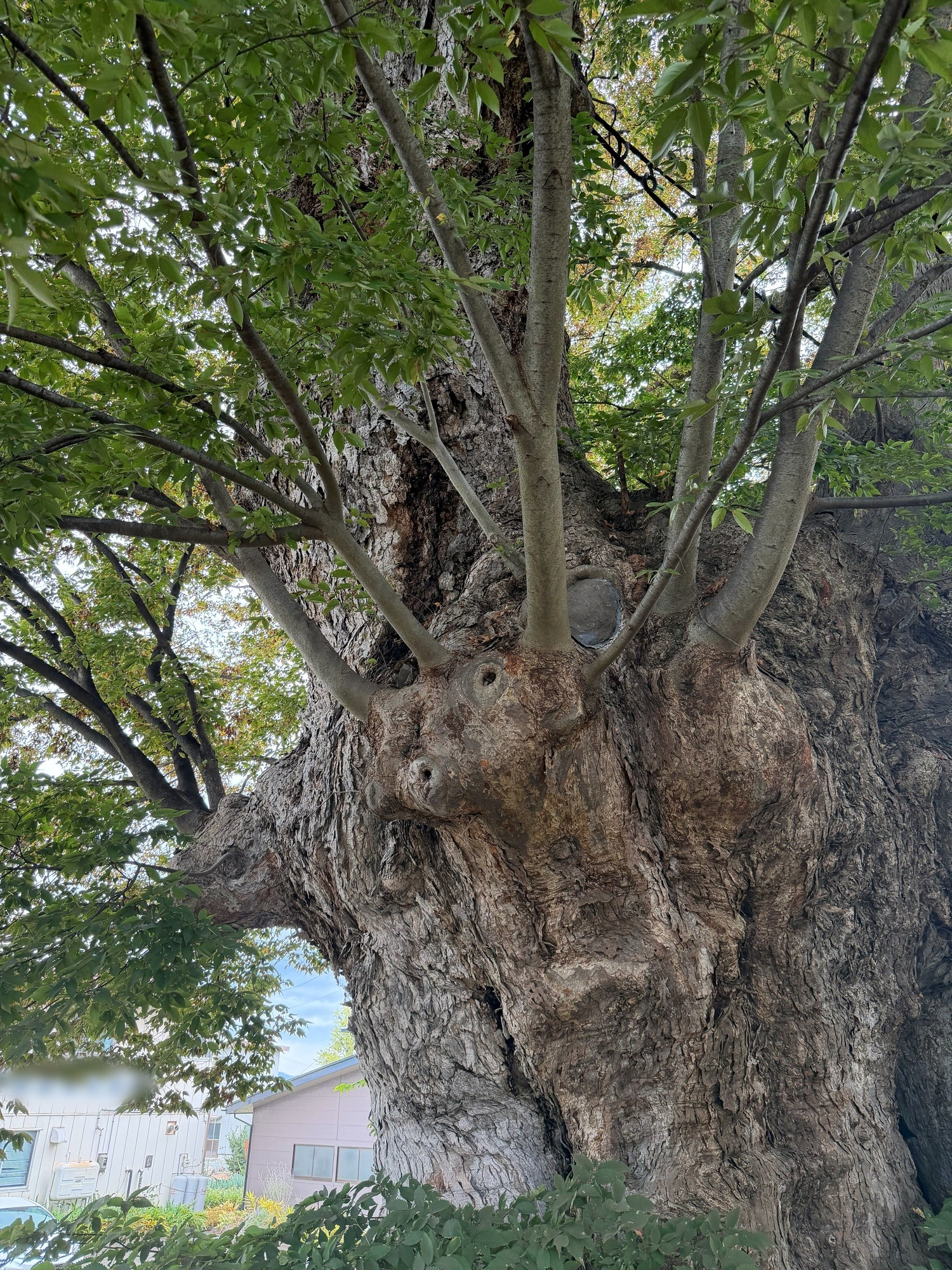 東根の大ケヤキ 幹 こぶ ひこばえ 枝 切り口 2026年