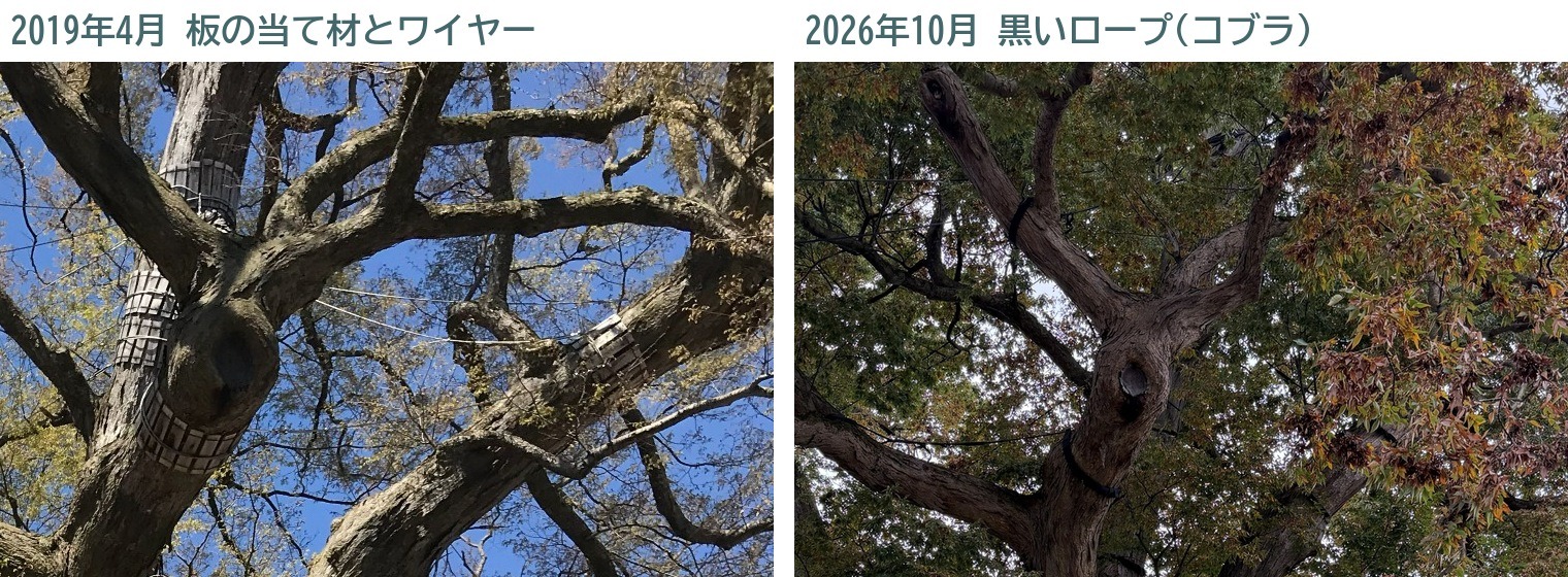 東根の大ケヤキ ワイヤー支柱 コブラケーブリング 比較 2019年 2026年