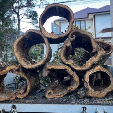 伐採 幹 空洞 腐朽 切り株 断面 樹木医