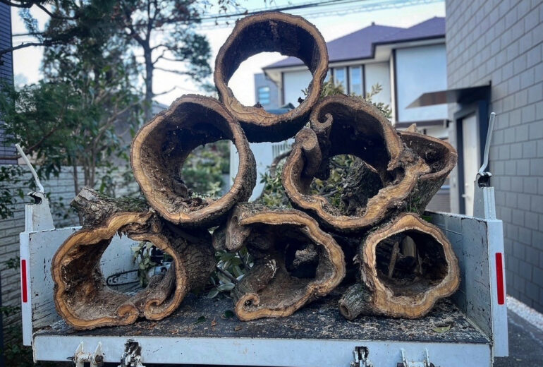 伐採 幹 空洞 腐朽 切り株 断面 樹木医