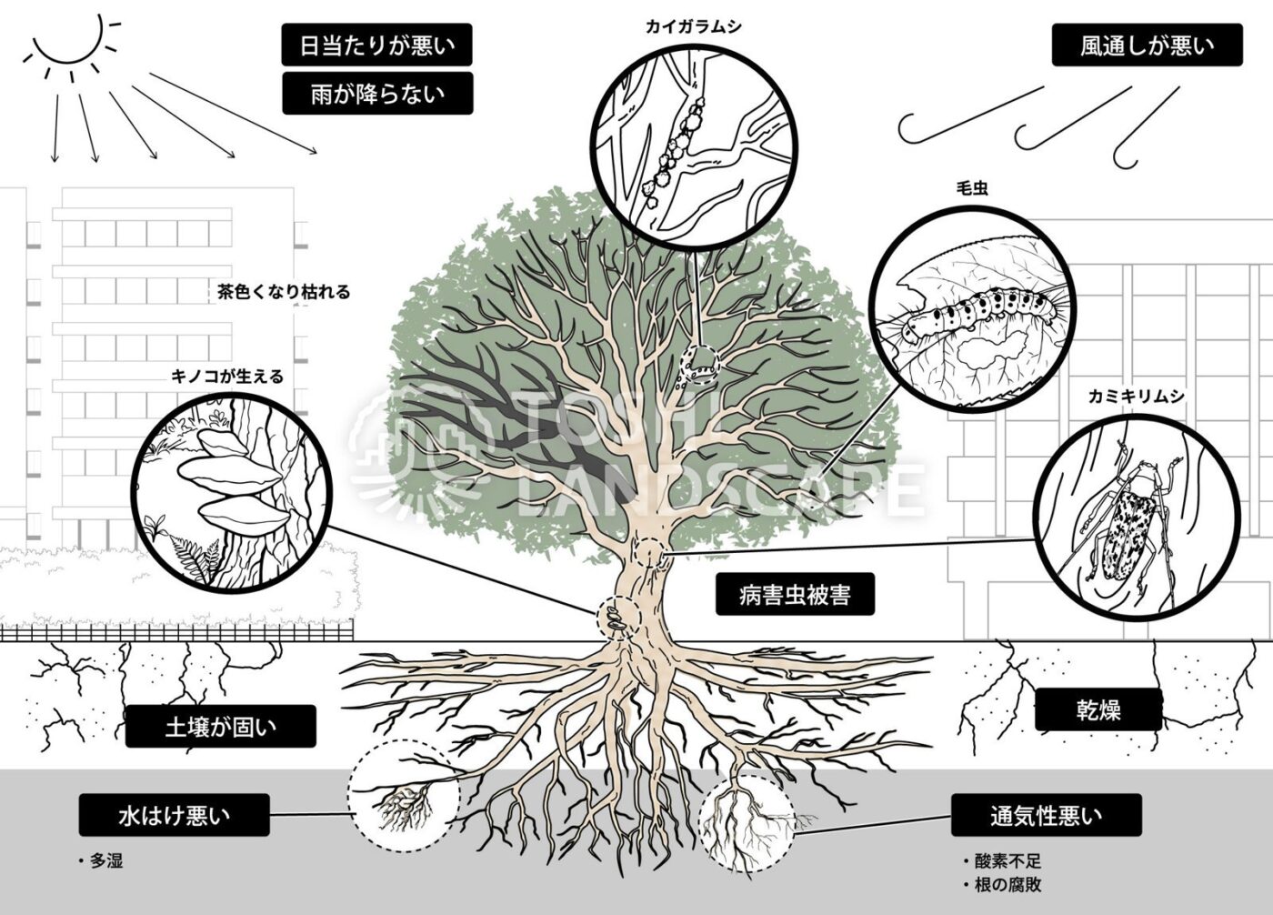 樹木 衰退 原因 土壌 病害虫 イラスト