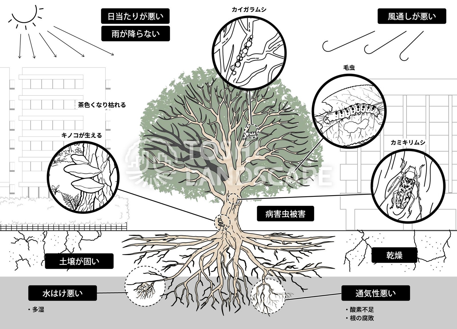 樹木 生育 条件 土壌が固い 水はけ 通気性 乾燥 イラスト