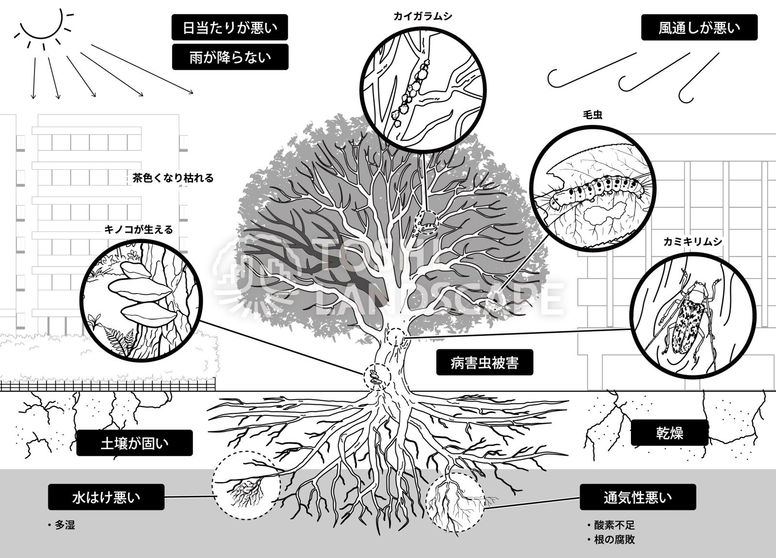 植物を育てる条件