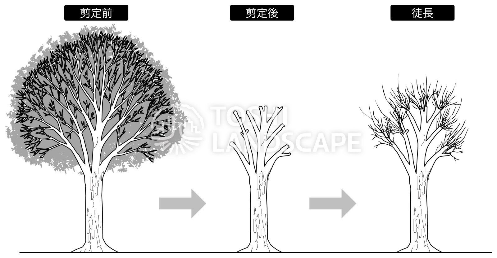 強く切り詰めた枝から多くの枝が伸びる様子