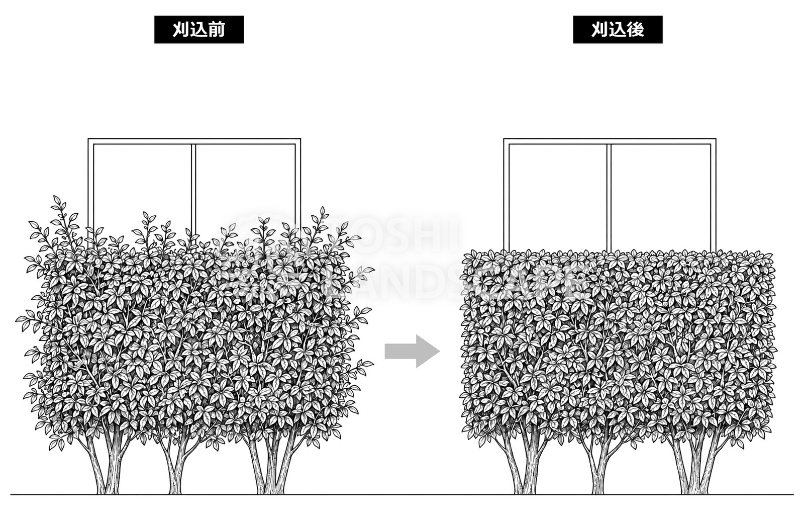 目隠しの生垣を箱形に刈りそろえる維持する刈り込みの前と後