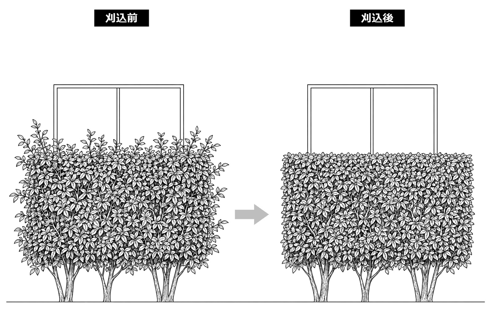 目隠しの生垣を箱形に刈りそろえる維持する刈り込みの前と後