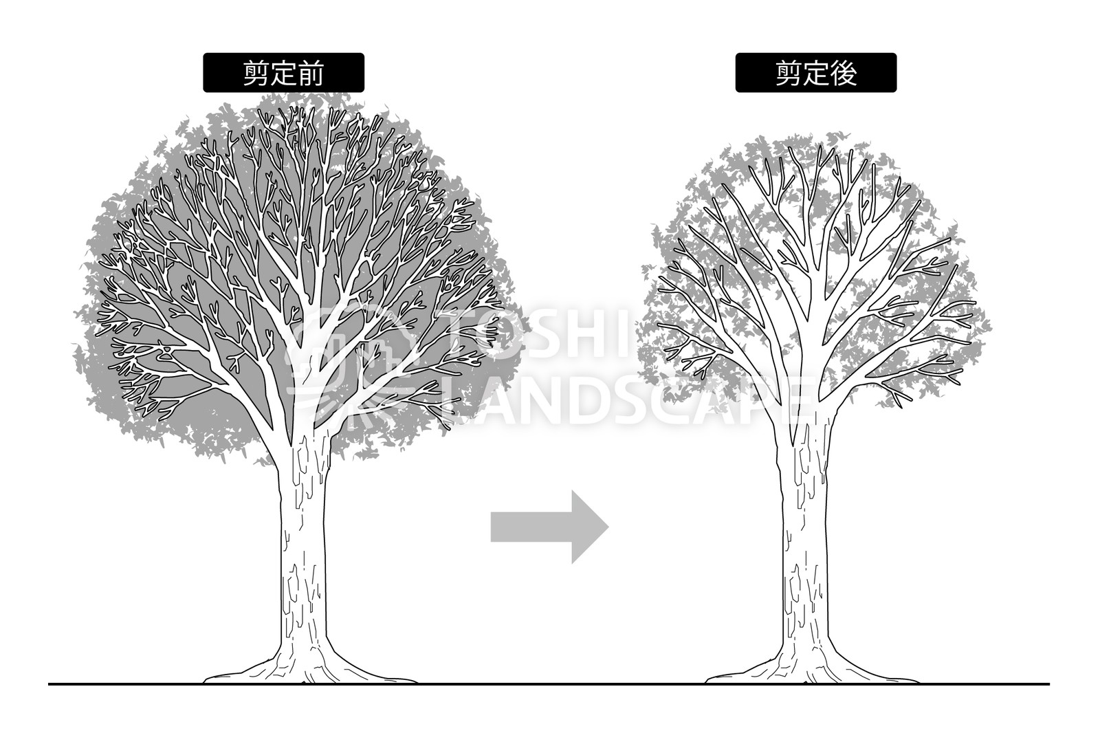 切り戻し剪定の剪定前と剪定後