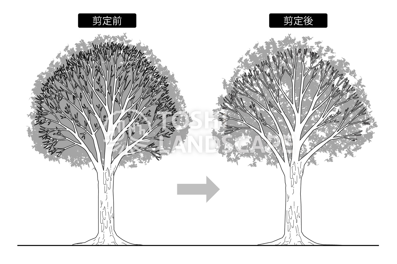 枝透かし剪定の剪定前と剪定後
