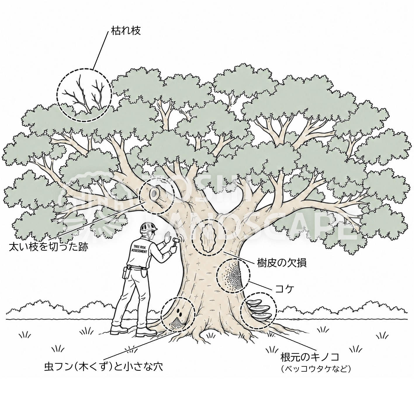 サクラ ソメイヨシノ 外観診断 枯れ枝 樹皮の欠損 キノコ 虫フン 木槌