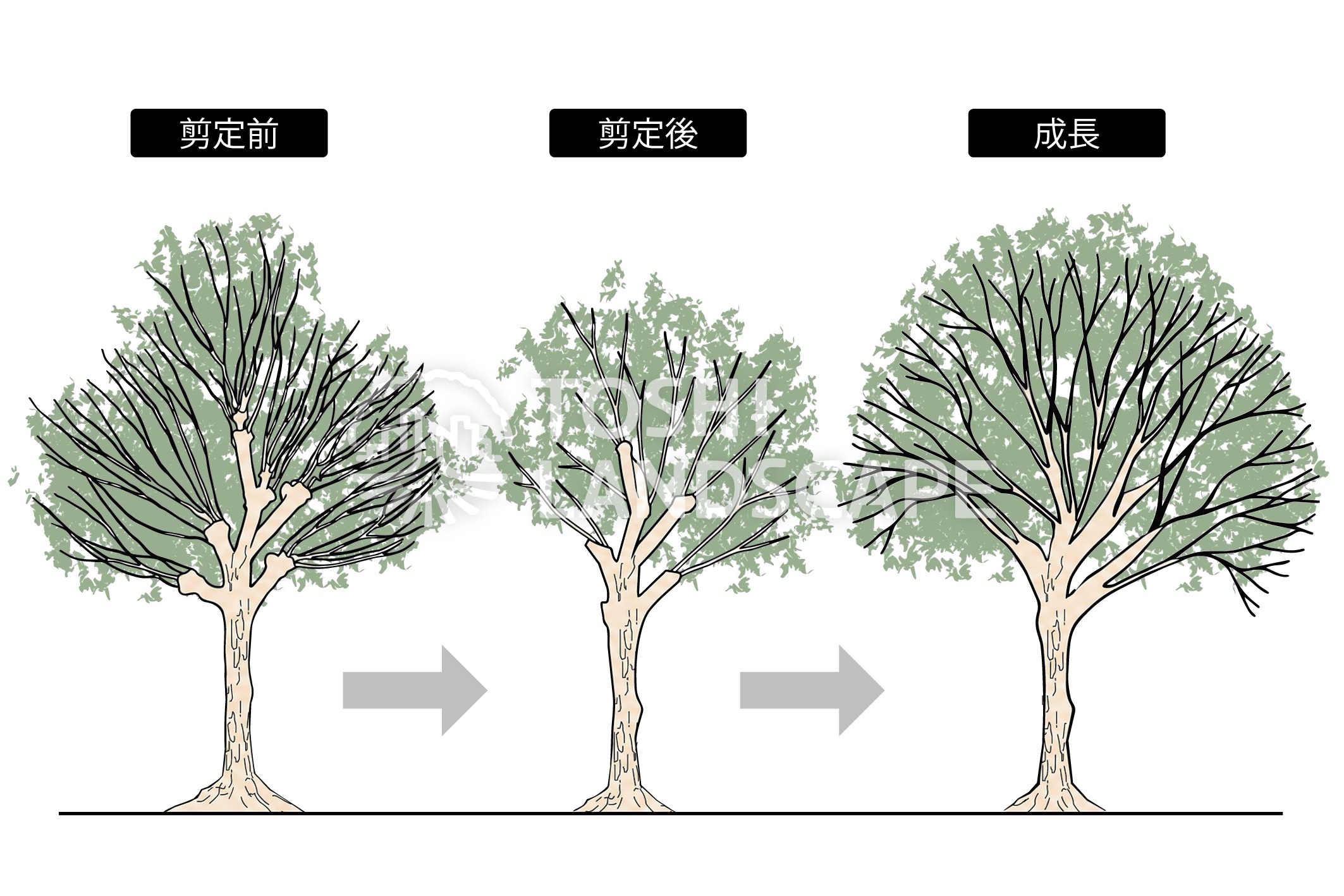 強剪定 ぶつ切り 徒長枝 剪定前 剪定後 イラスト