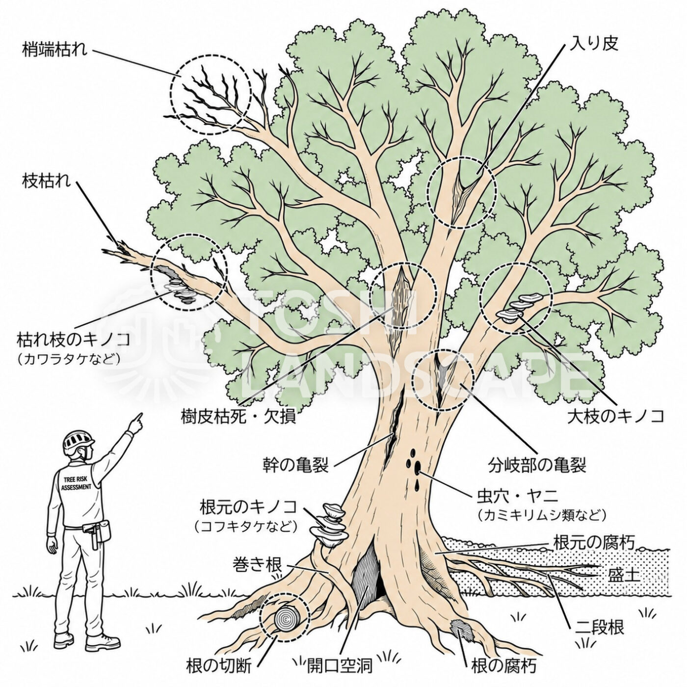 樹木診断で見る傷みの箇所(被害部)を引き出し線で示したイラスト