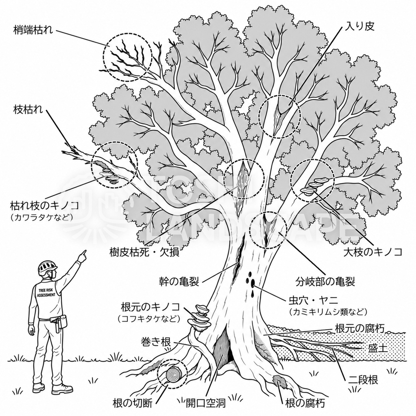 樹木の衰退原因
