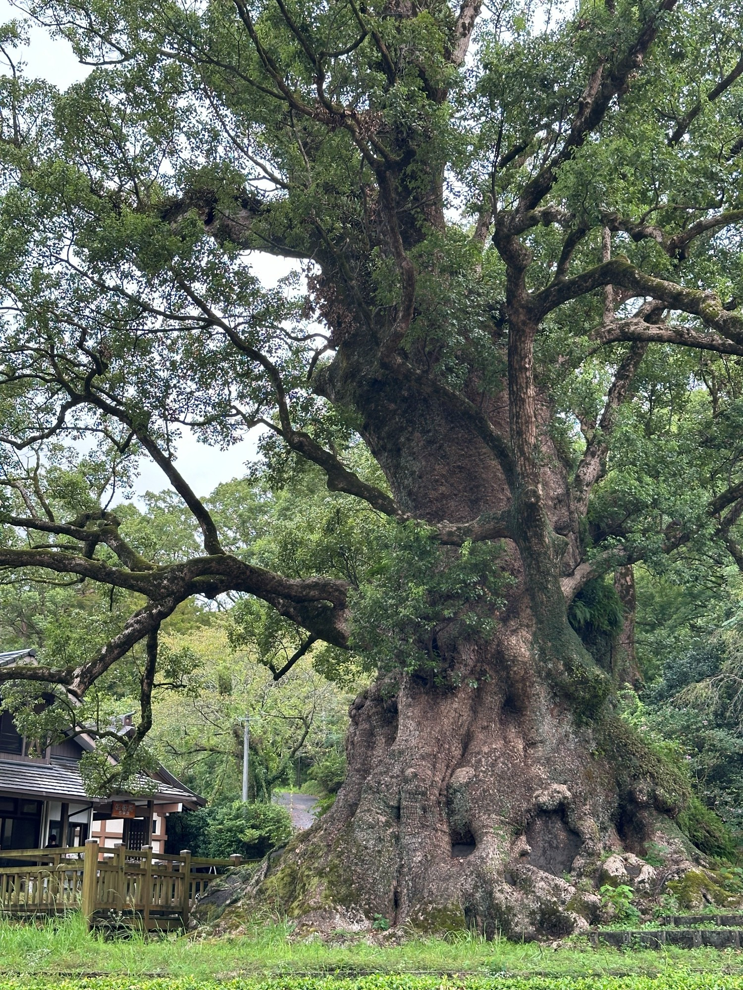蒲生八幡神社 蒲生の大クス クスノキ 特別天然記念物 鹿児島県 姶良市 巨樹
