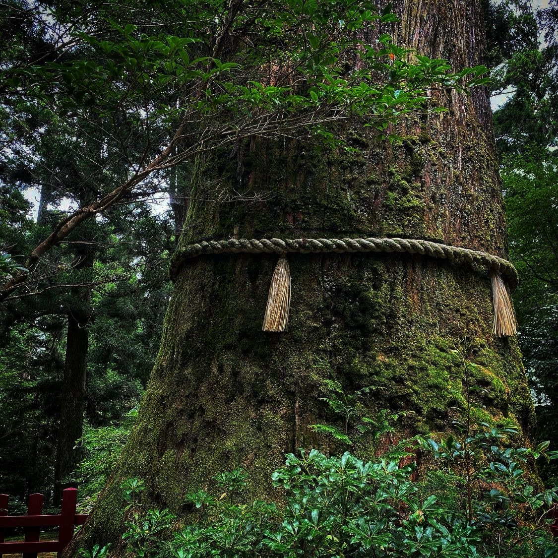 御神木 注連縄 苔 幹 樹木の時間 随想
