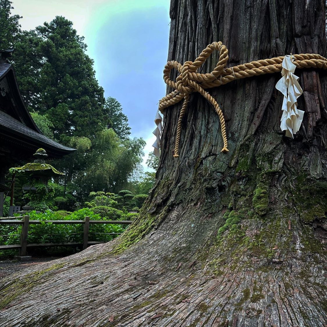 御神木 注連縄 紙垂 幹 根張り 樹木の時間