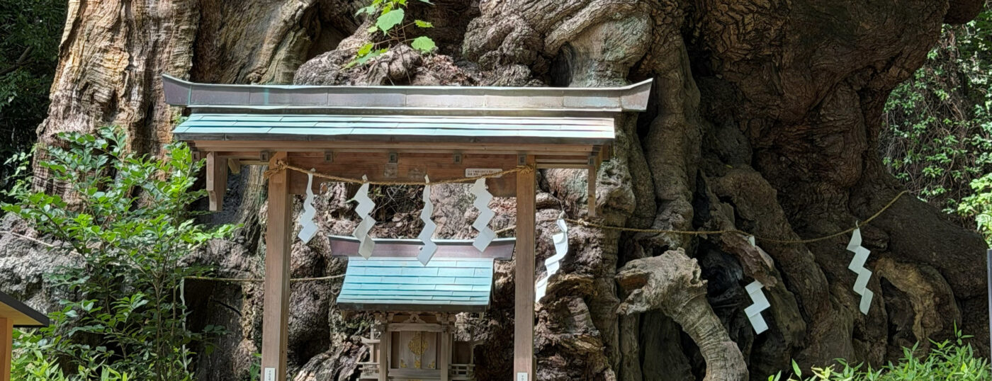 御神木 巨樹 祠 クスノキ 注連縄 樹木の時間 樹木医 随想