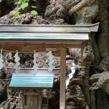 御神木 巨樹 祠 クスノキ 注連縄 樹木の時間 樹木医 随想