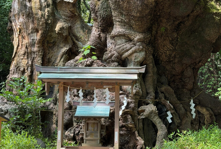 御神木 巨樹 祠 クスノキ 注連縄 樹木の時間 樹木医 随想
