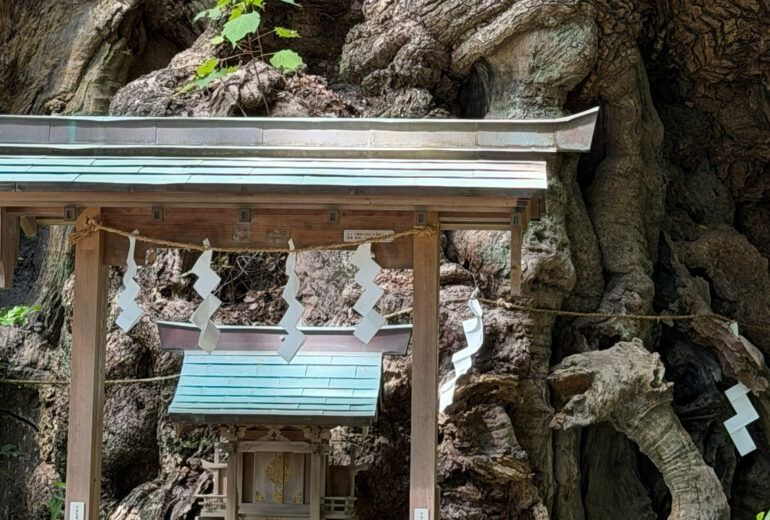 御神木 巨樹 祠 クスノキ 注連縄 樹木の時間 樹木医 随想