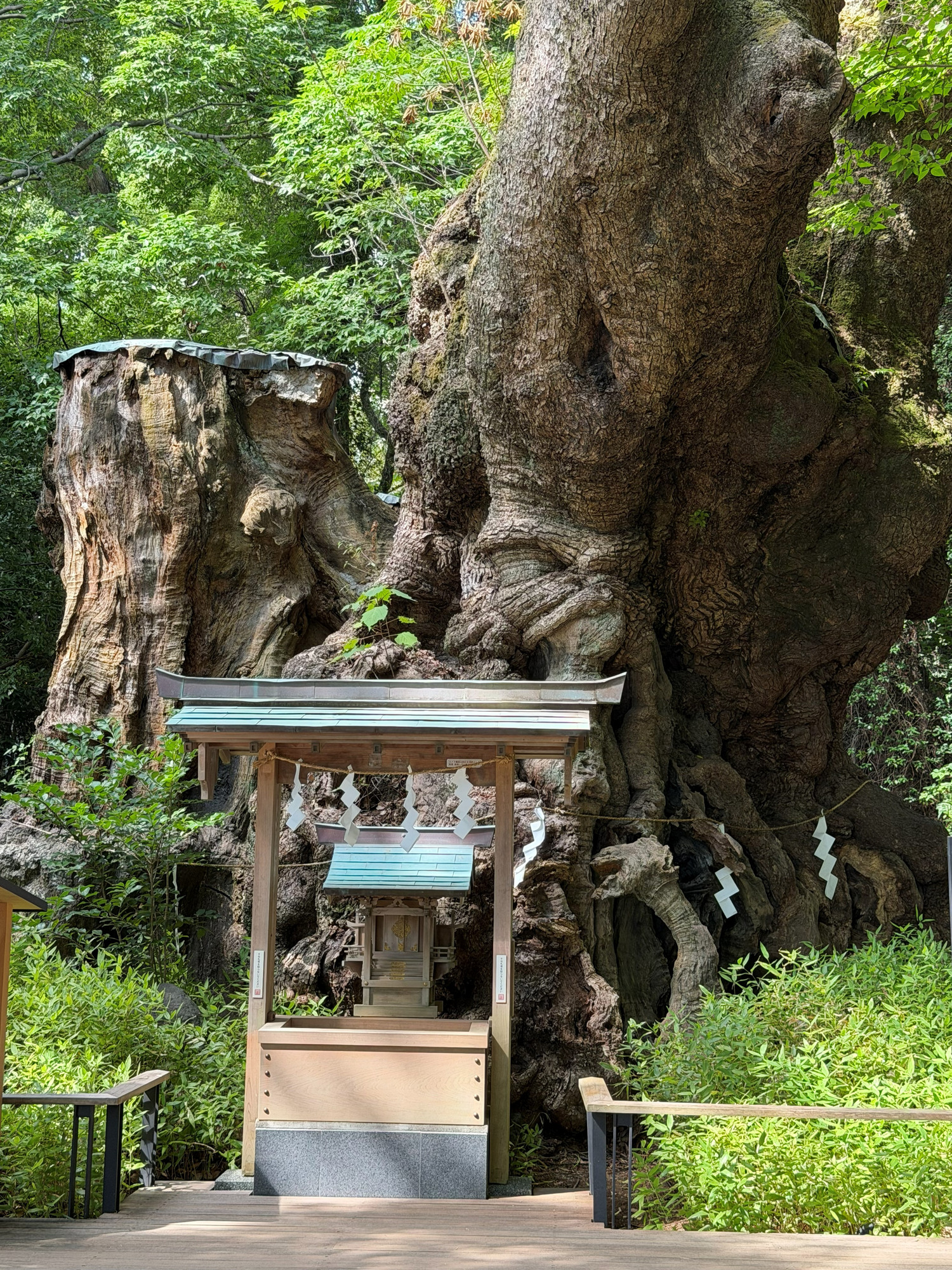 御神木 巨樹 祠 クスノキ 境内 樹木の時間