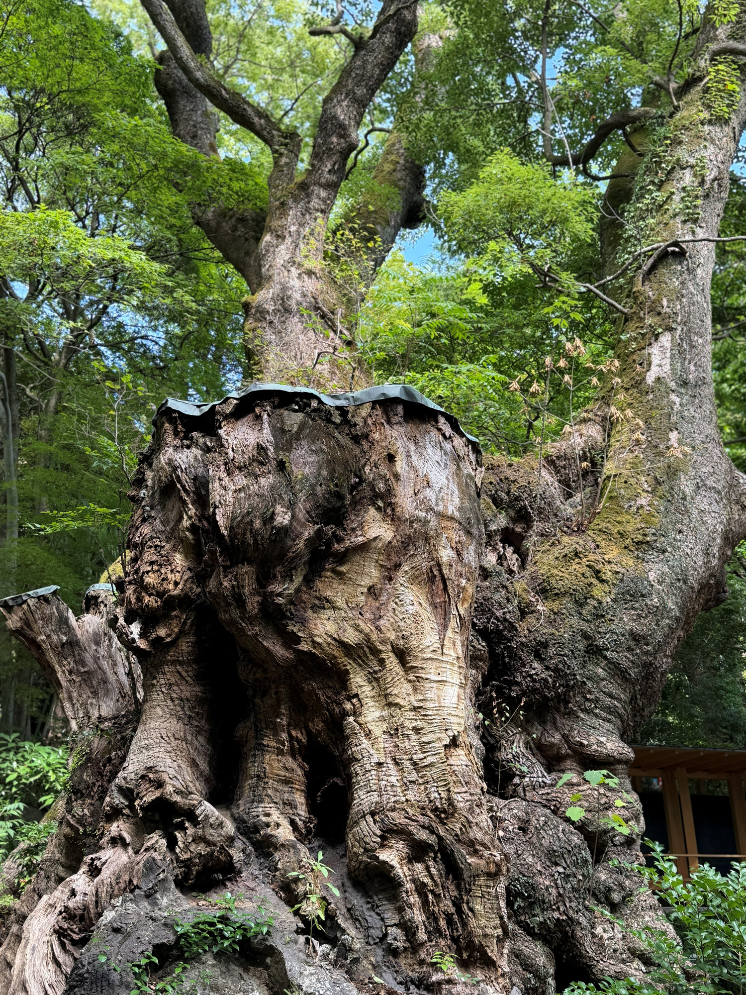 御神木 クスノキ 根元 空洞 巨樹 樹木の時間