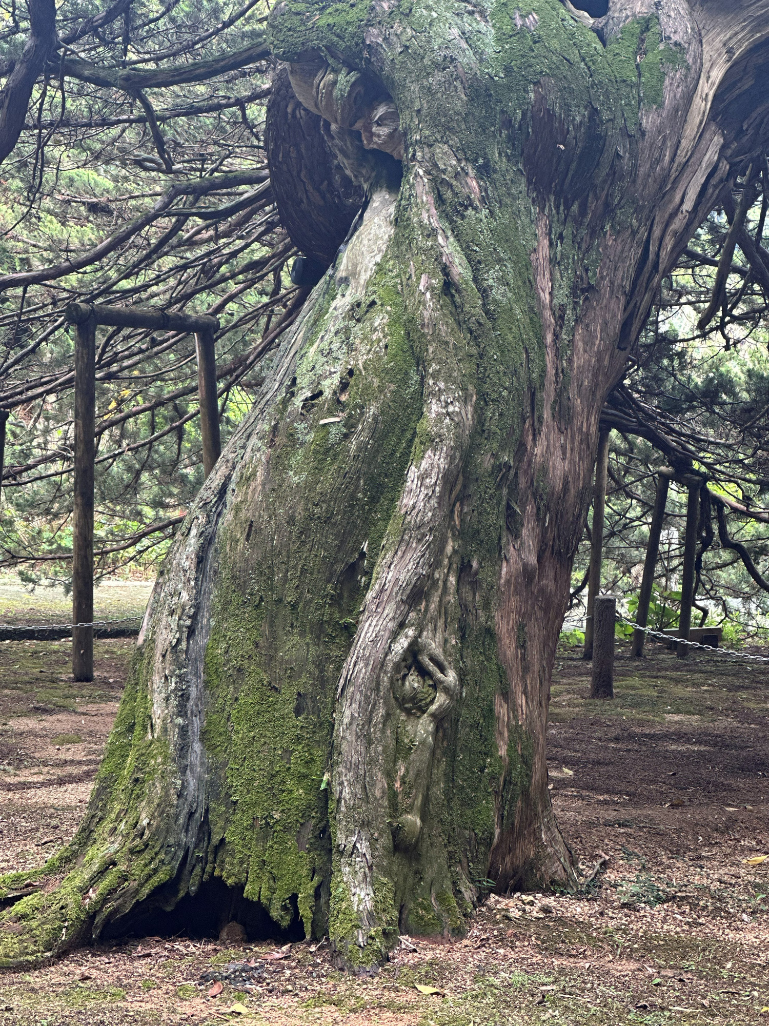 巨木 苔 幹 樹木の時間 草木成仏
