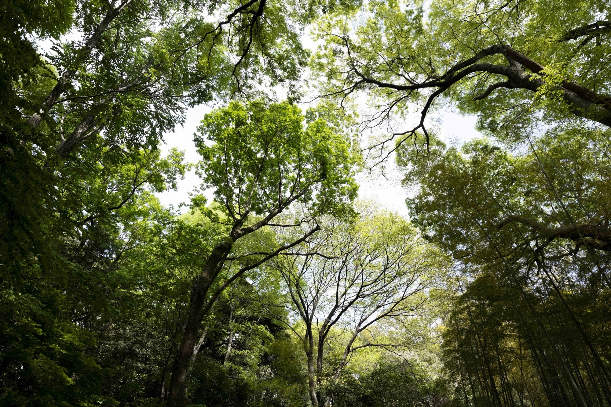 林 樹冠 見上げ 明るい森 木漏れ日 樹木の時間