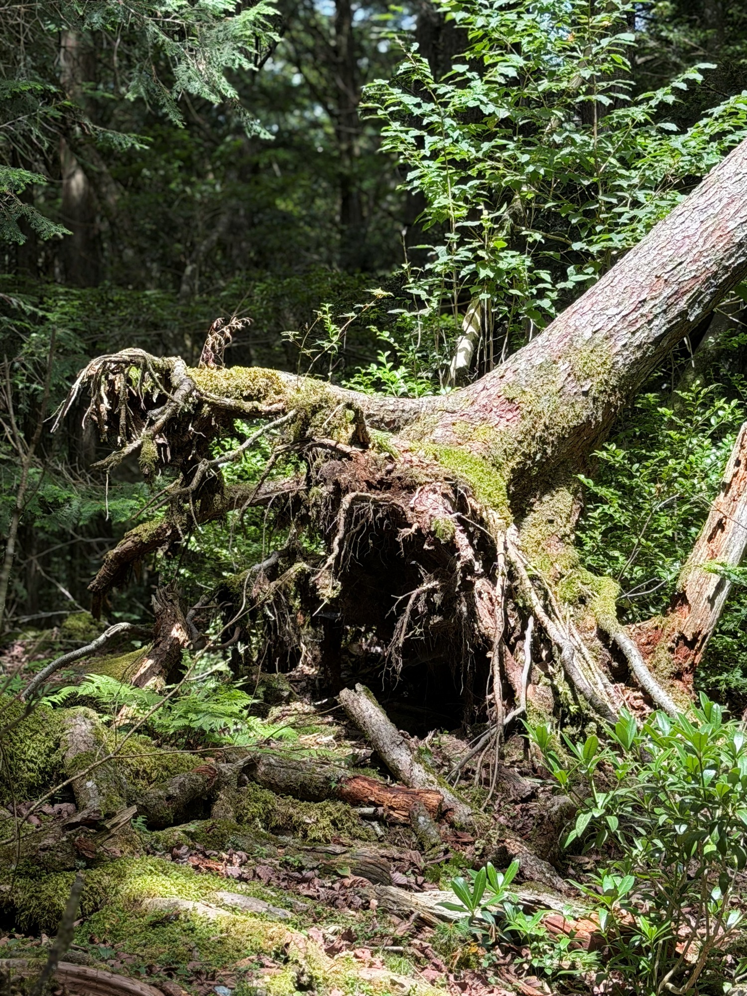倒木 根返り 苔 森 樹木の時間