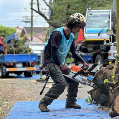 伐採 チェーンソー 切り口 樹木の時間 樹木医 随想